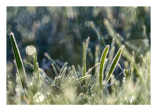 Gaensebluenchen in der Abendsonne